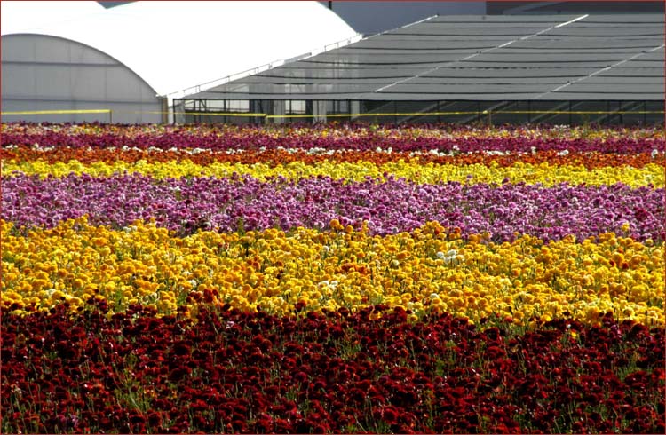 The Flower Fields 50 acres of extraordinary color in bloom on a hillside overlooking the Pacific Ocean